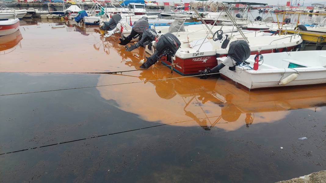 Marmara’da büyük tehlike dip köşe her yeri istila etti 2